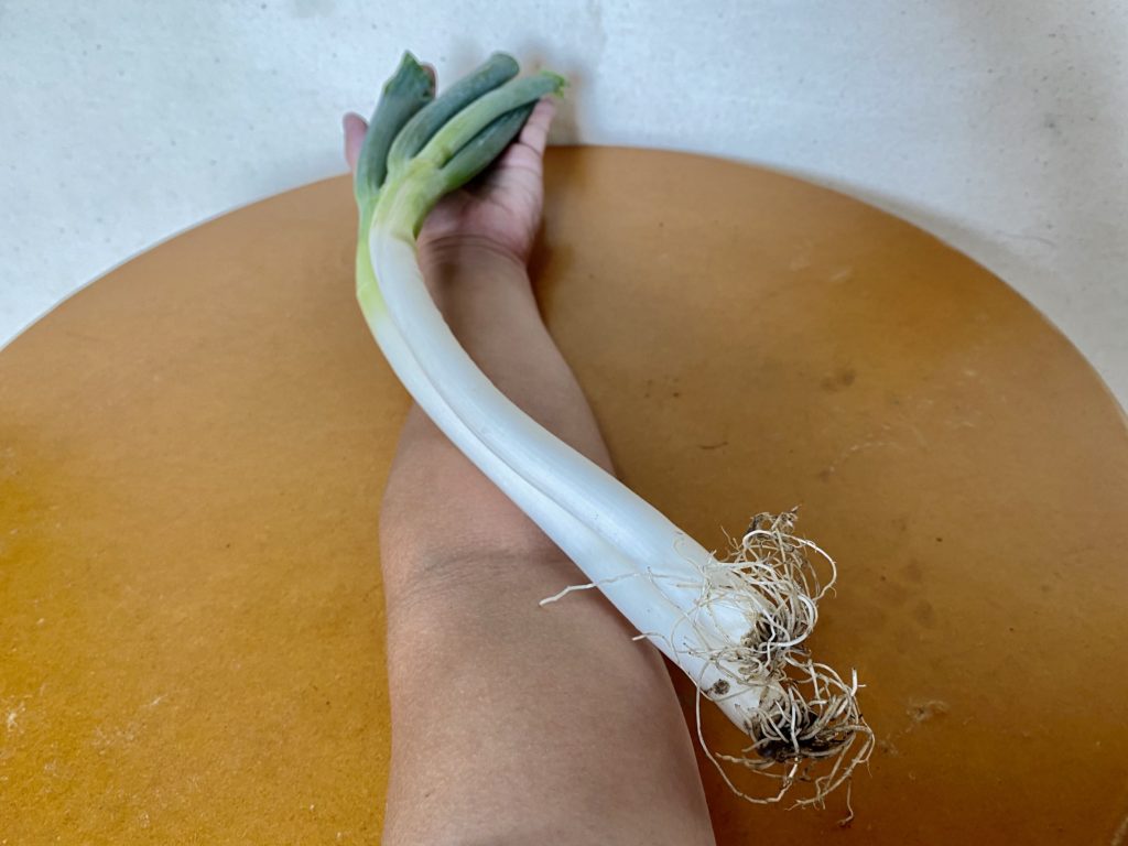 ココノミ　白ネギ